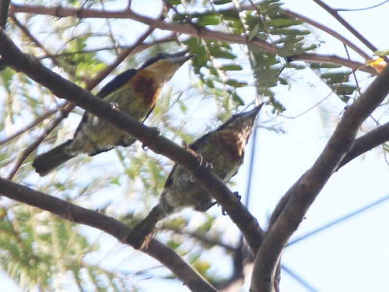 Brown-chested Barbet
