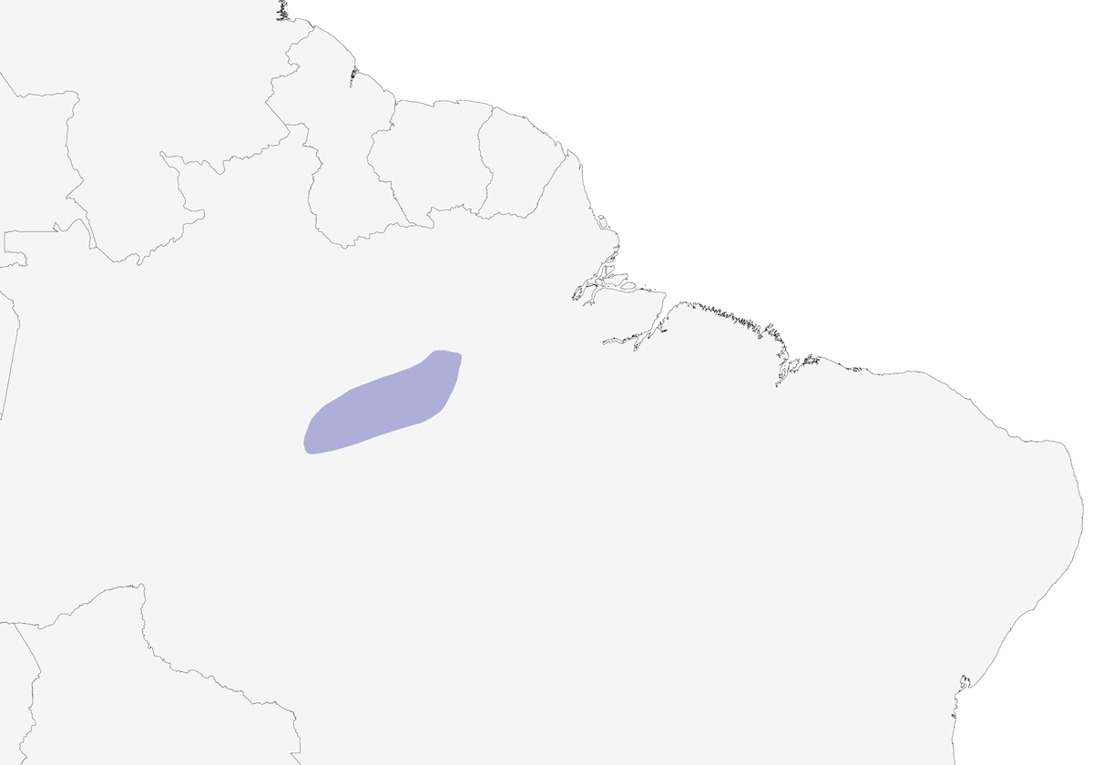 Barbudito de pecho pardo, Distribución 1