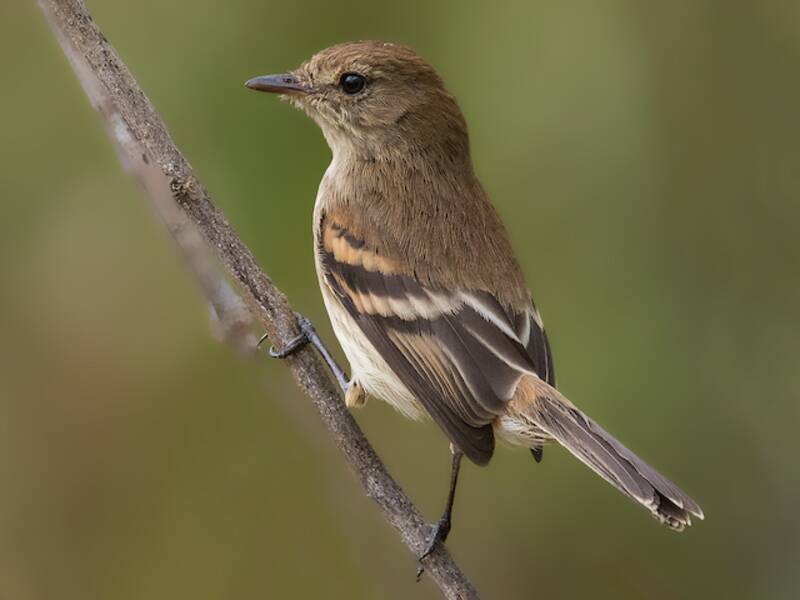 Bran-colored Flycatcher, 照片 2