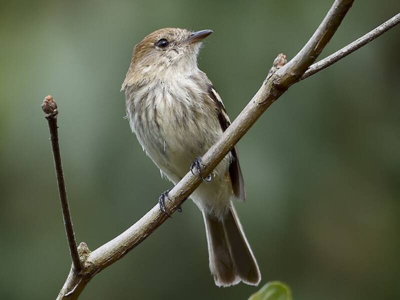 Bran-colored Flycatcher, 照片 3