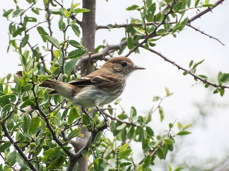 Bran-colored Flycatcher, 照片 4