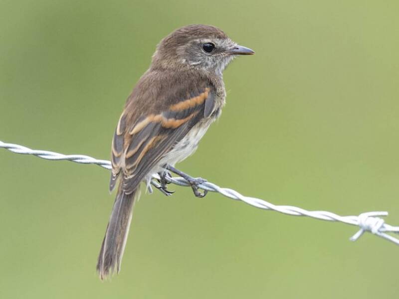 Mouse-gray Flycatcher, 照片 4