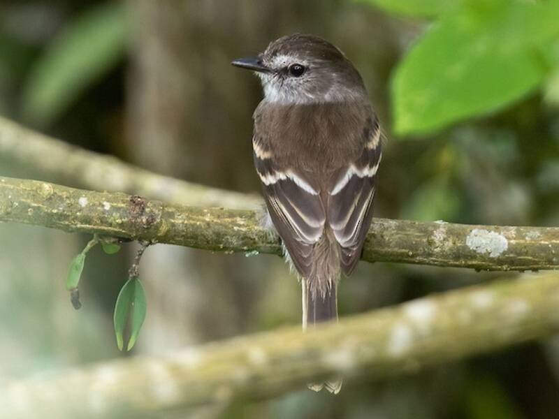 Mosquero Gris Ratonero
