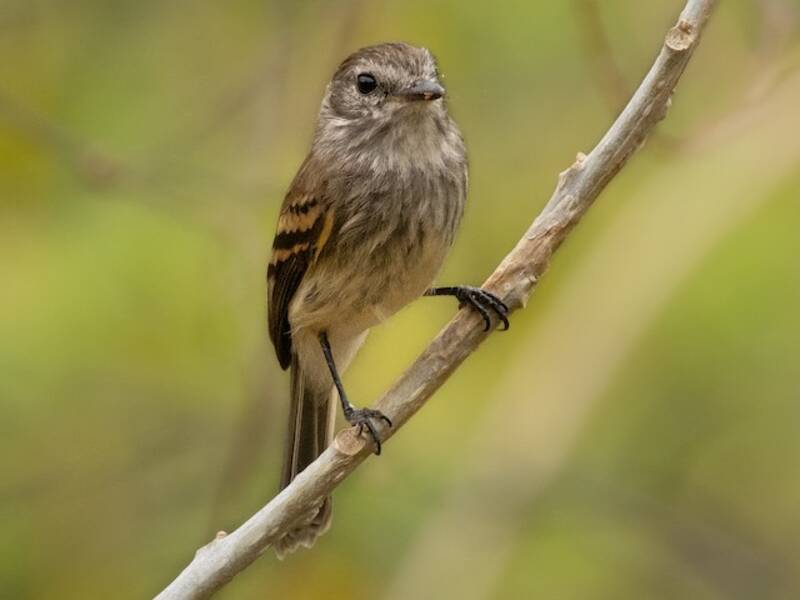 Mouse-gray Flycatcher, 照片 2