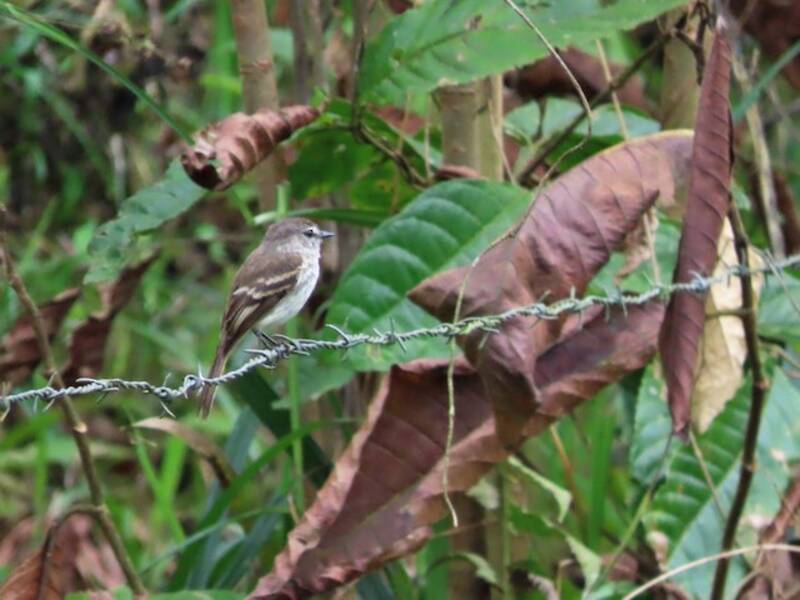 Mouse-gray Flycatcher, 照片 3