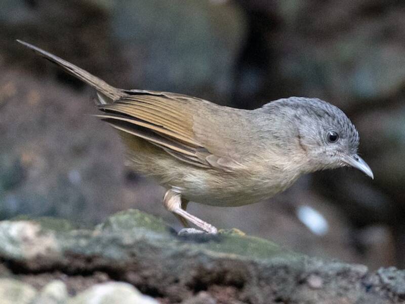 Braungesichtfulvetta, Fotos 3