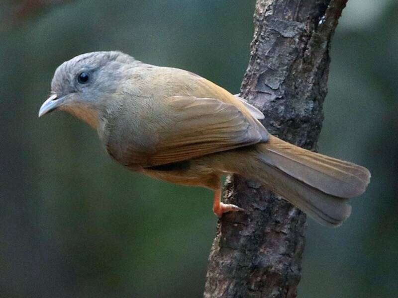 Braungesichtfulvetta, Fotos 2