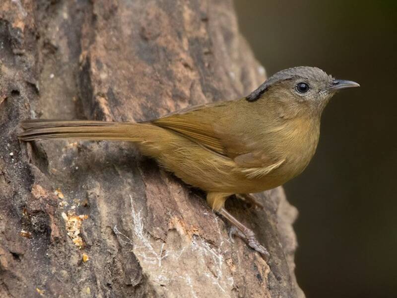 Braungesichtfulvetta