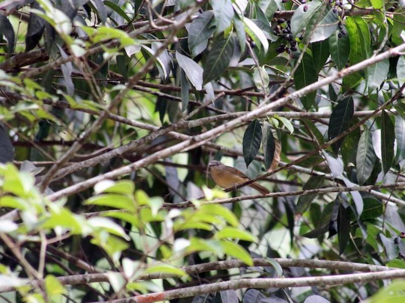 Braungesichtfulvetta, Fotos 4