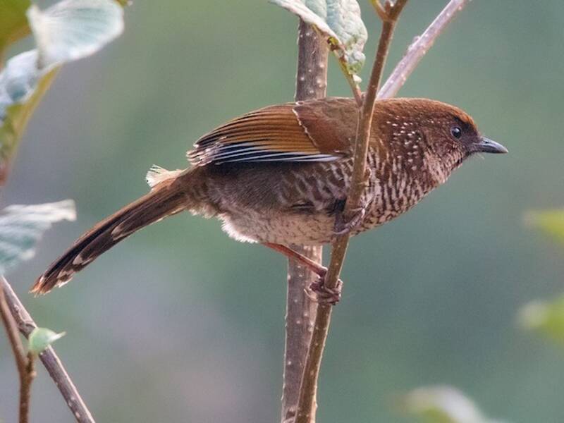 Brown-capped Laughingthrush, 照片 3