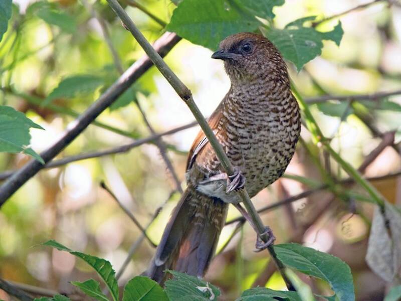 Brown-capped Laughingthrush, 照片 4