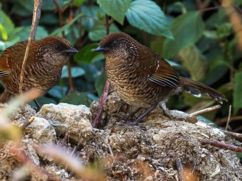 Brown-capped Laughingthrush