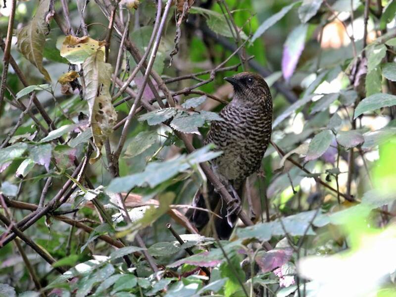 Brown-capped Laughingthrush, 照片 2