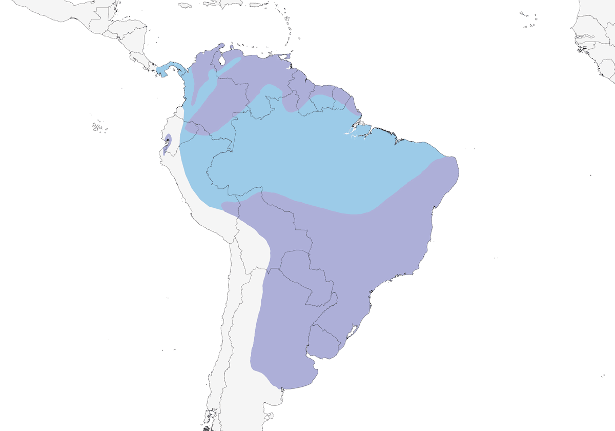 Martín Pechipardo, Distribución 1