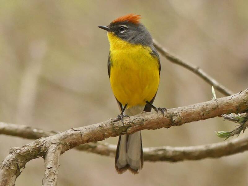 Brown-capped Redstart, 照片 3