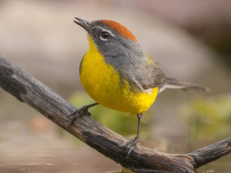 Brown-capped Redstart, 照片 2