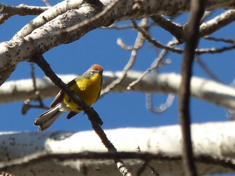 Brown-capped Redstart, 照片 4
