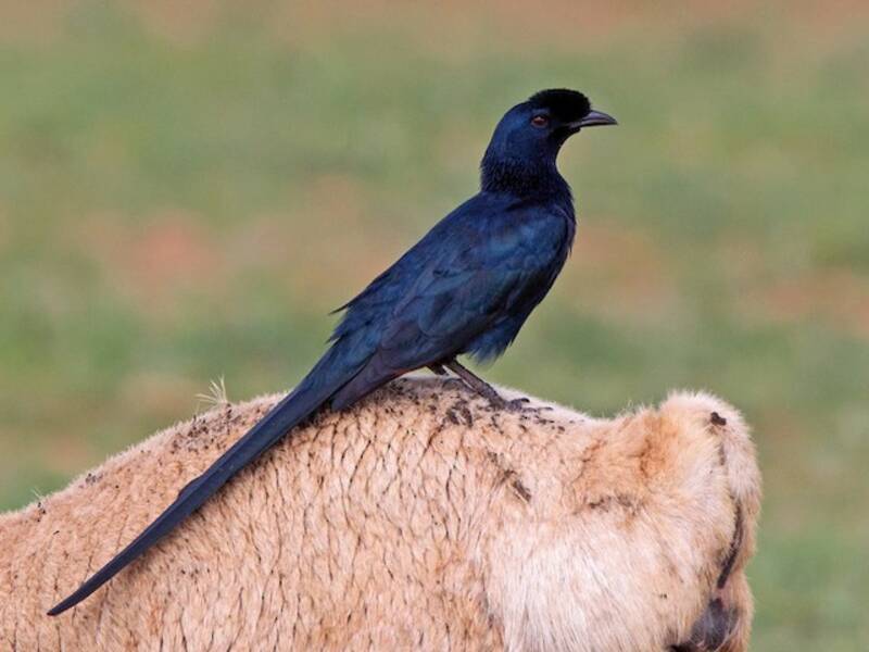 Bristle-crowned Starling, Photos 3