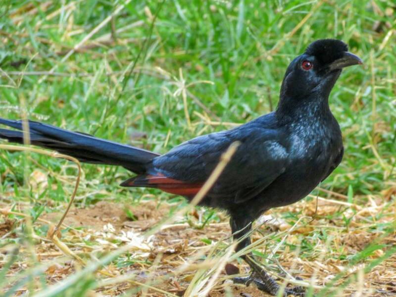 Bristle-crowned Starling, Photos 4