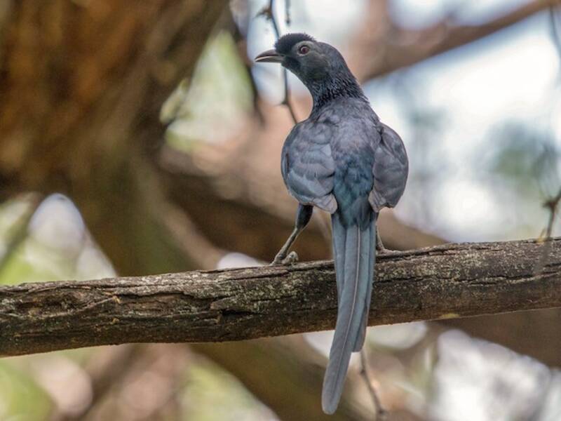 Bristle-crowned Starling, Photos 2