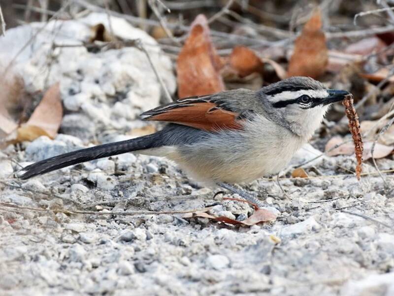 Brown-crowned Tchagra, Photos 3
