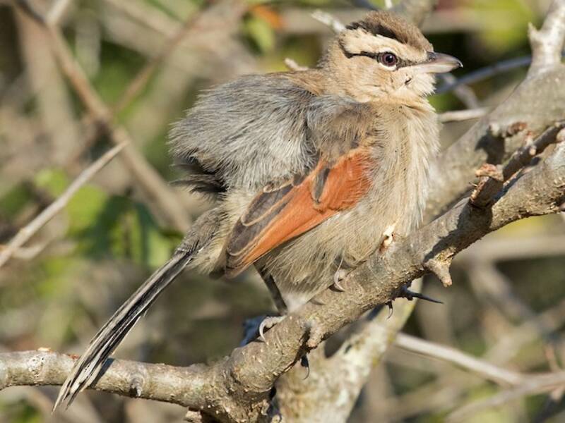 Brown-crowned Tchagra
