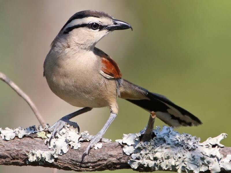 Brown-crowned Tchagra, Photos 2