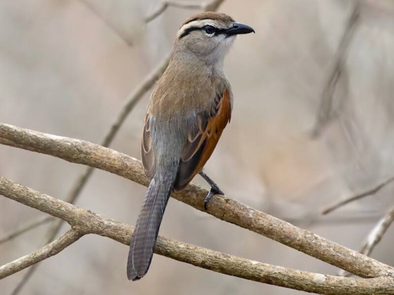 Brown-crowned Tchagra, Photos 4