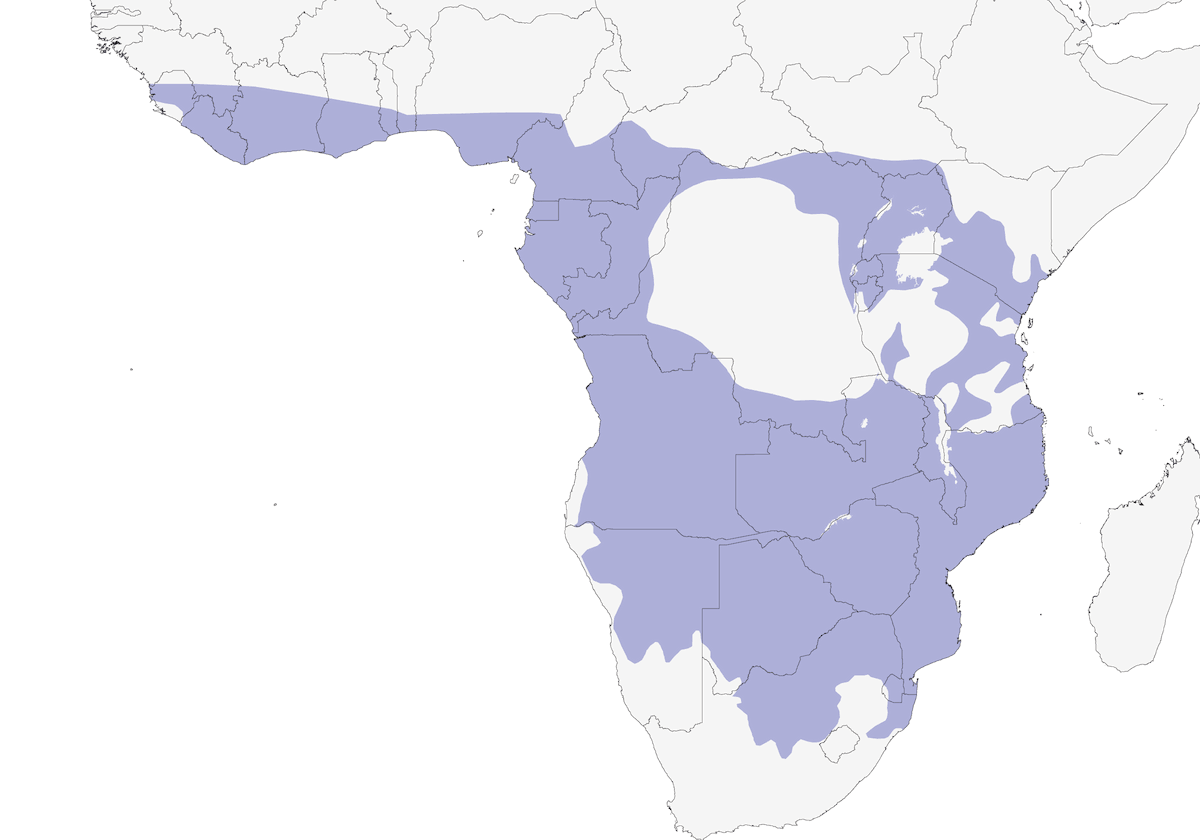 Brown-crowned Tchagra, Distribution 1