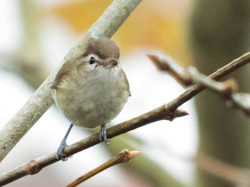 Brown-capped Vireo, 照片 3