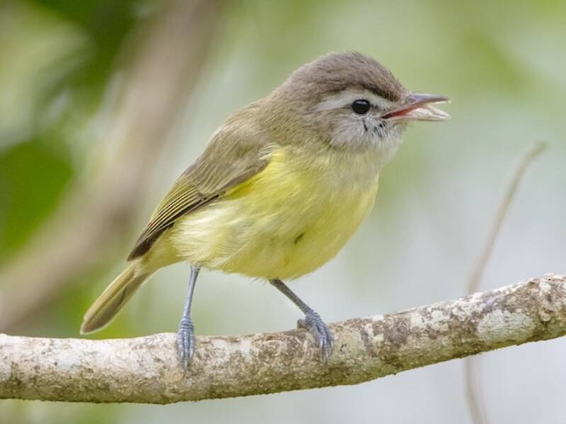 Brown-capped Vireo, 照片 2