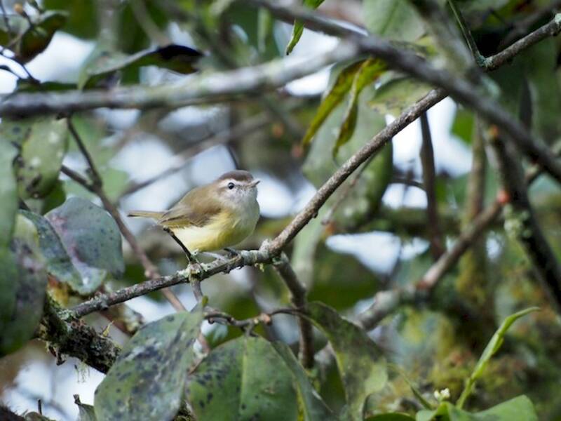 Brown-capped Vireo, 照片 4