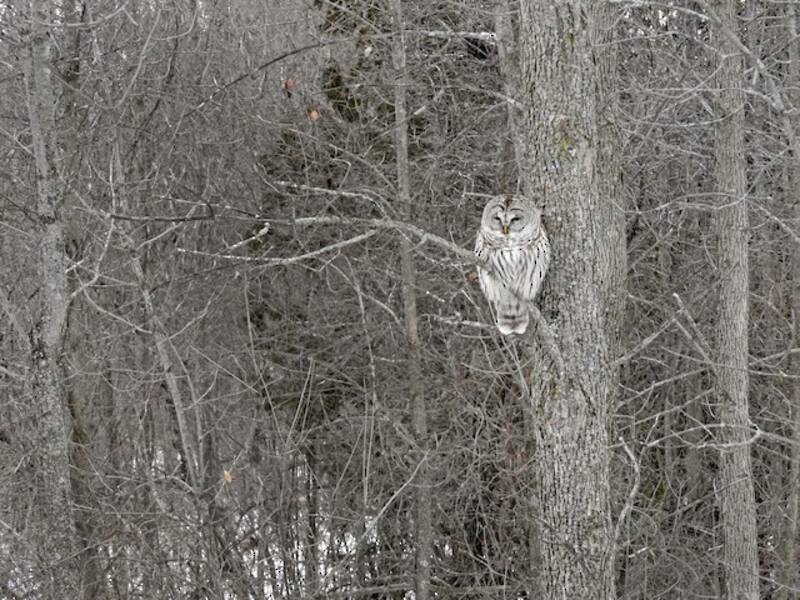 Barred Owl