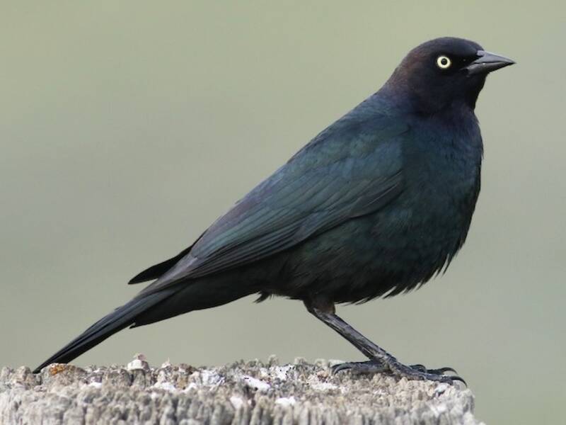 Tordo de Brewer, Fotos 3