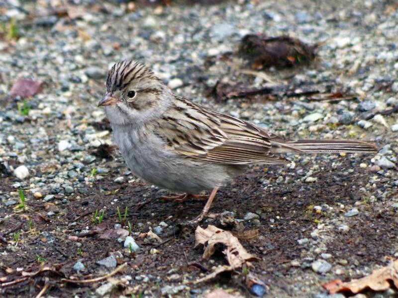 Brewer's Sparrow, Photos 3
