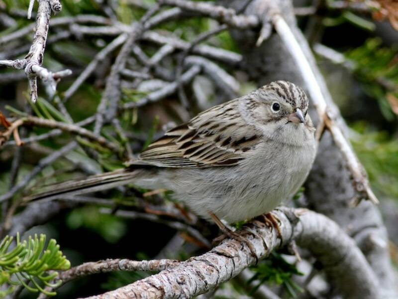 Brewer's Sparrow, Photos 2