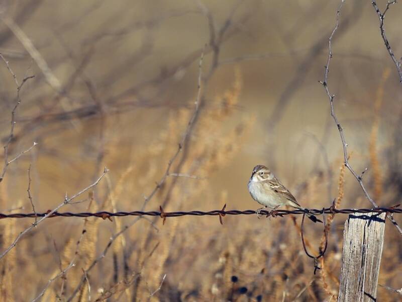Brewer's Sparrow, Photos 4
