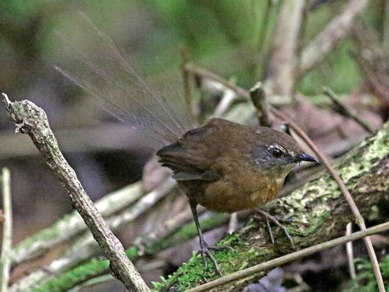 Brown Emutail