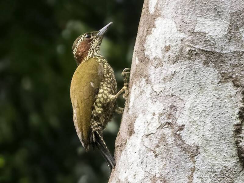 Picchio dalle orecchie marroni, Foto 3
