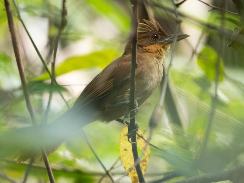 Brown-rumped Foliage-gleaner, 照片 2
