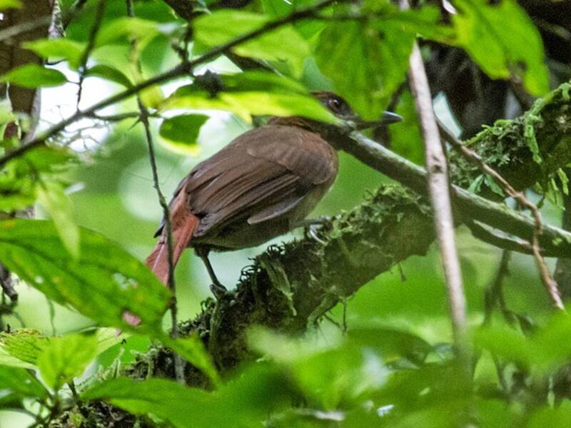 Brown-rumped Foliage-gleaner, 照片 3