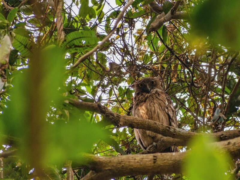 Brown Fish-Owl