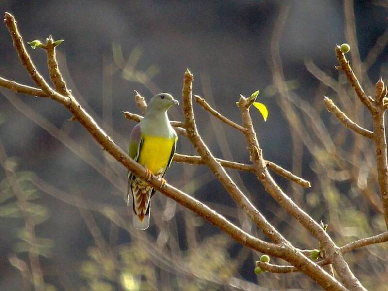 Bruce's Green-Pigeon