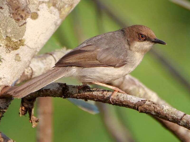Apale à tête brune, Photos 3