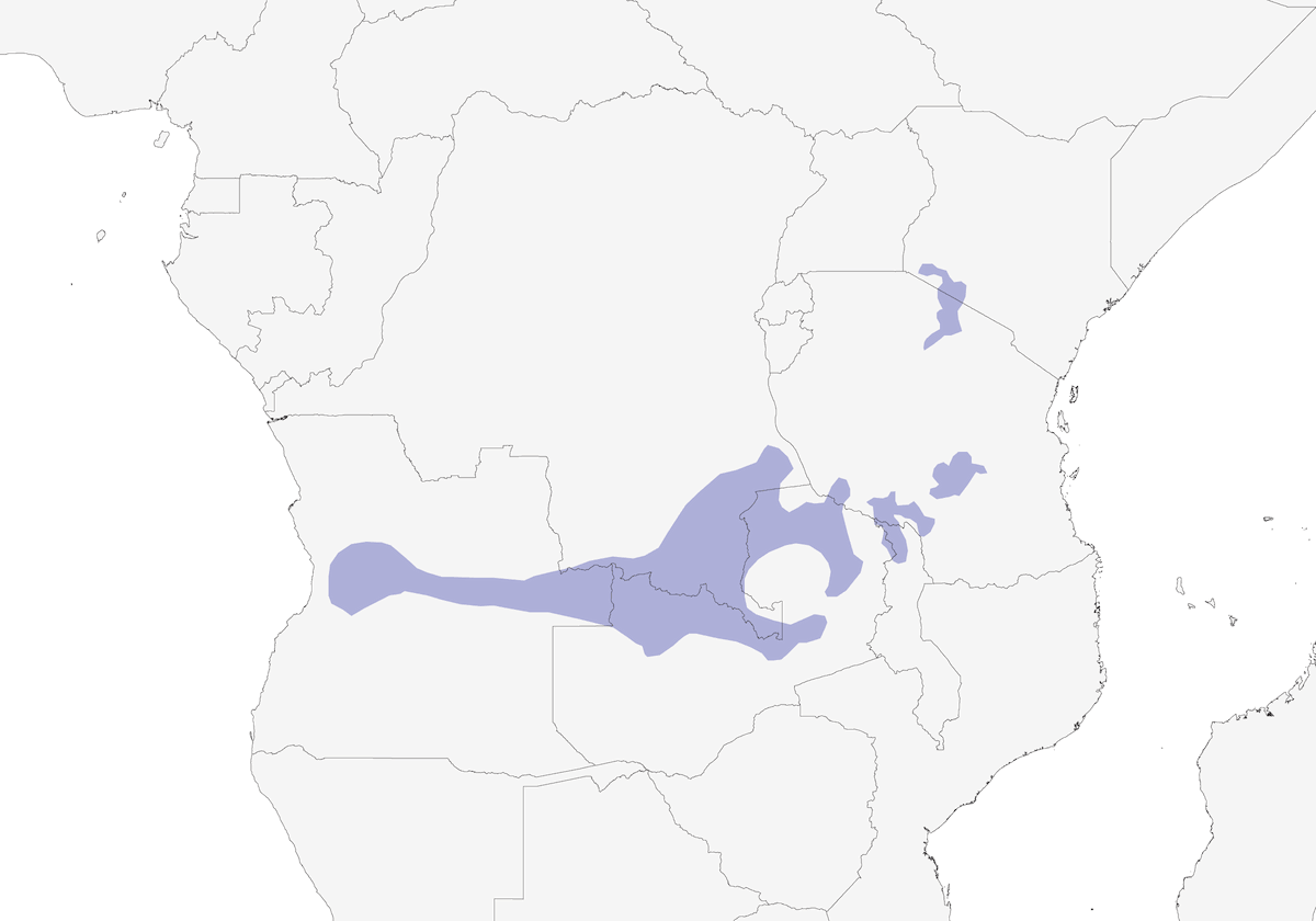 Apale à tête brune, Distribution 1