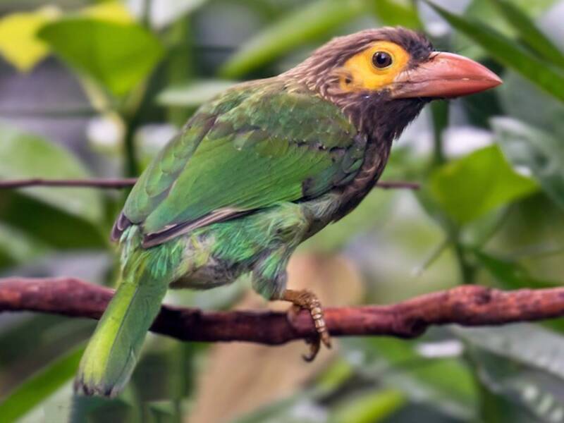 Ceylon-Bartvogel, Fotos 3