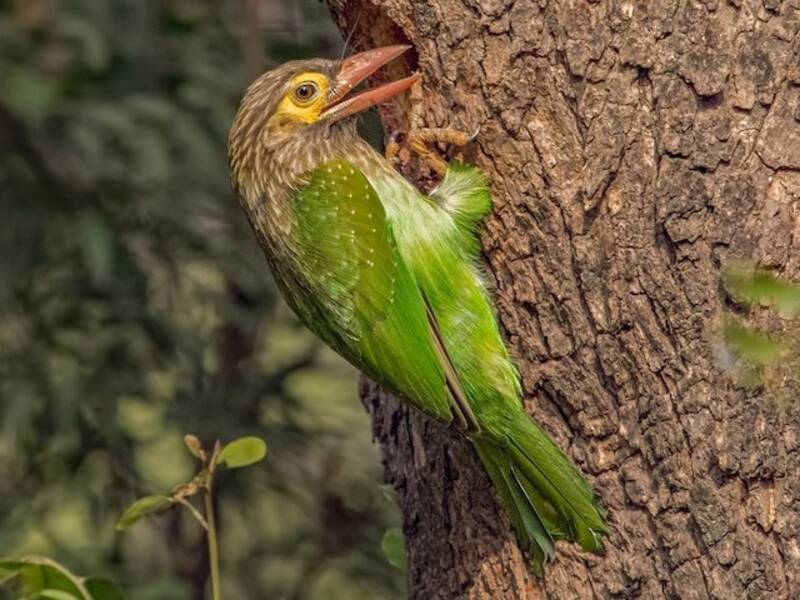Ceylon-Bartvogel, Fotos 4