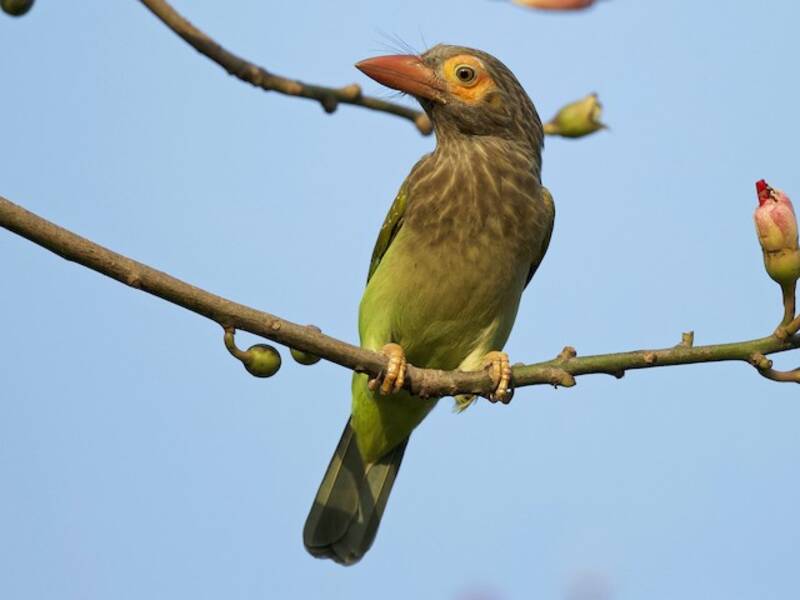 Ceylon-Bartvogel, Fotos 2