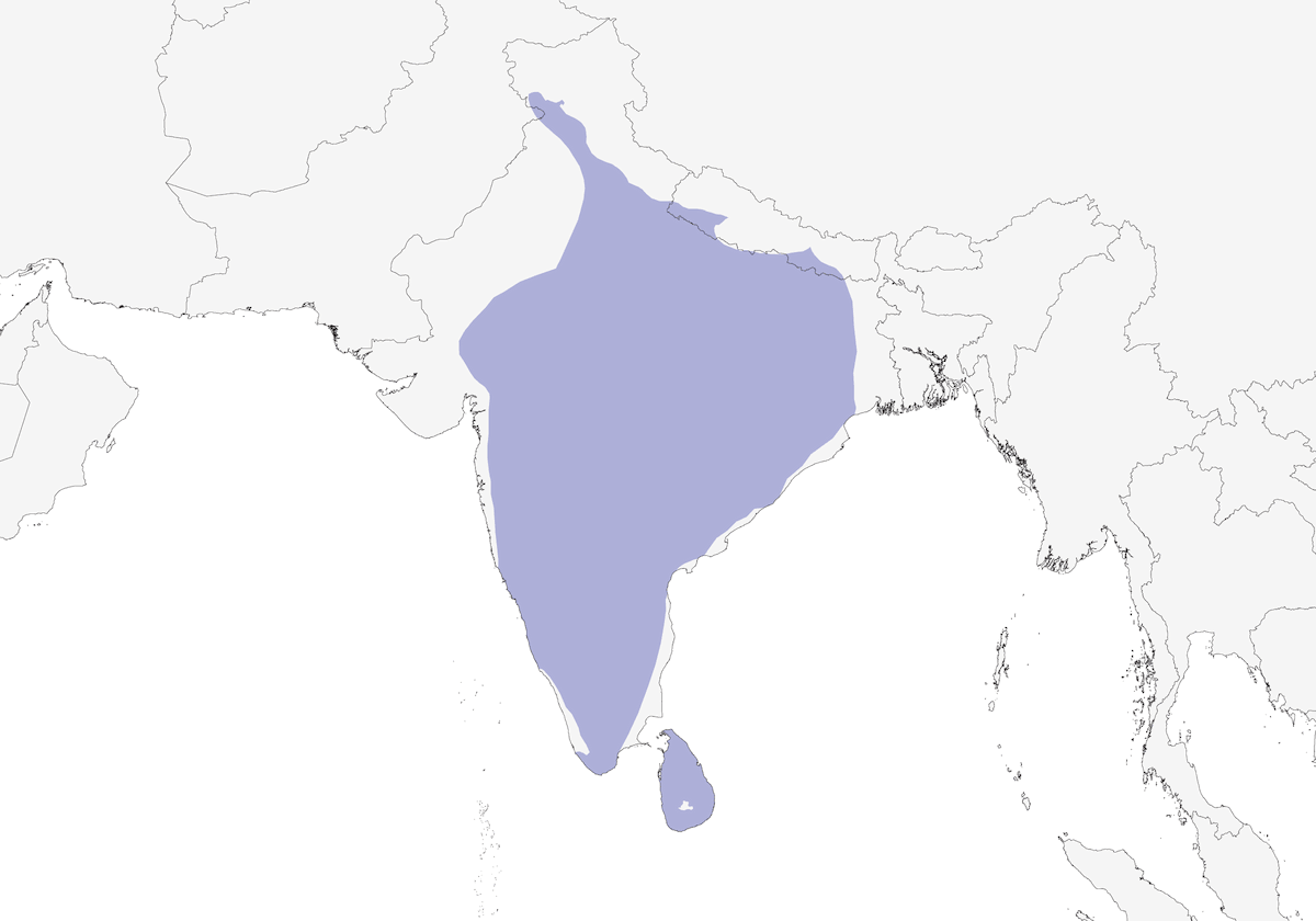 Ceylon-Bartvogel, Verbreitung 1