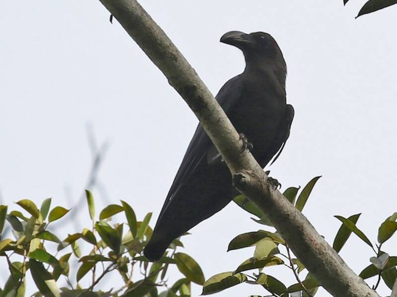 Brown-headed Crow, 照片 3
